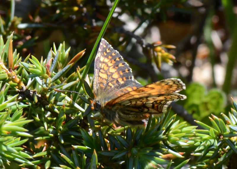 Esemplari di Melitaea da identificare